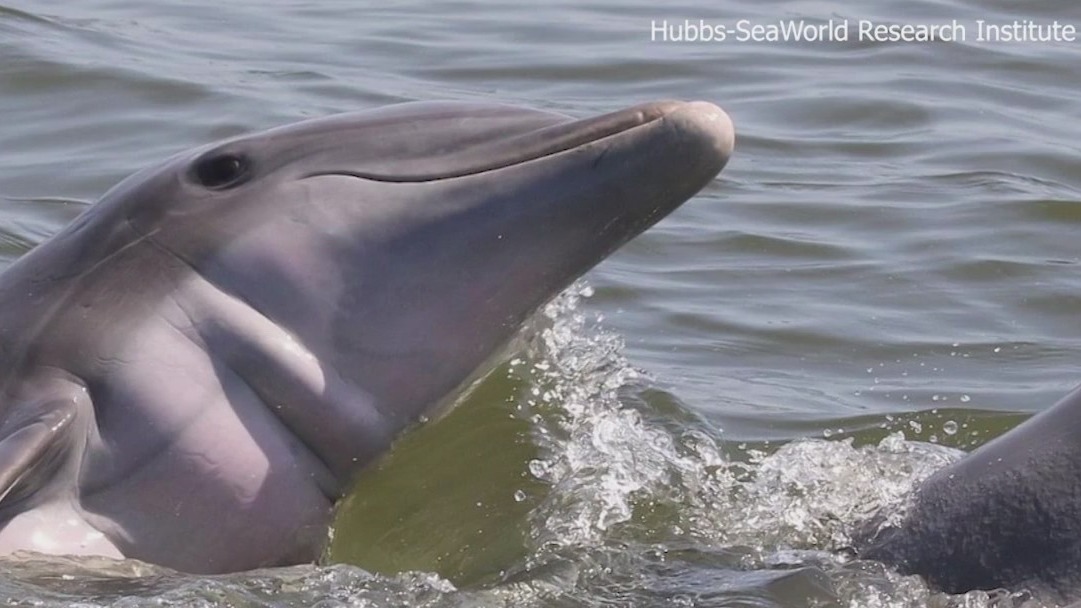 Researchers study dolphin relationships in Florida waterways
